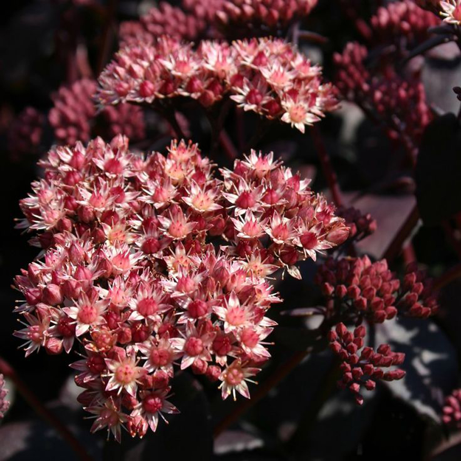 Sedum telephium 'Purple Emperor' Varj&uacute;h&aacute;j