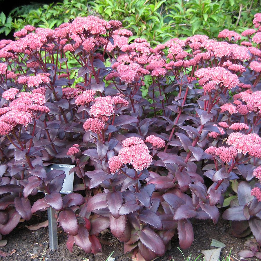 Varj&uacute;h&aacute;j Sedum telephium 'Purple Emperor'