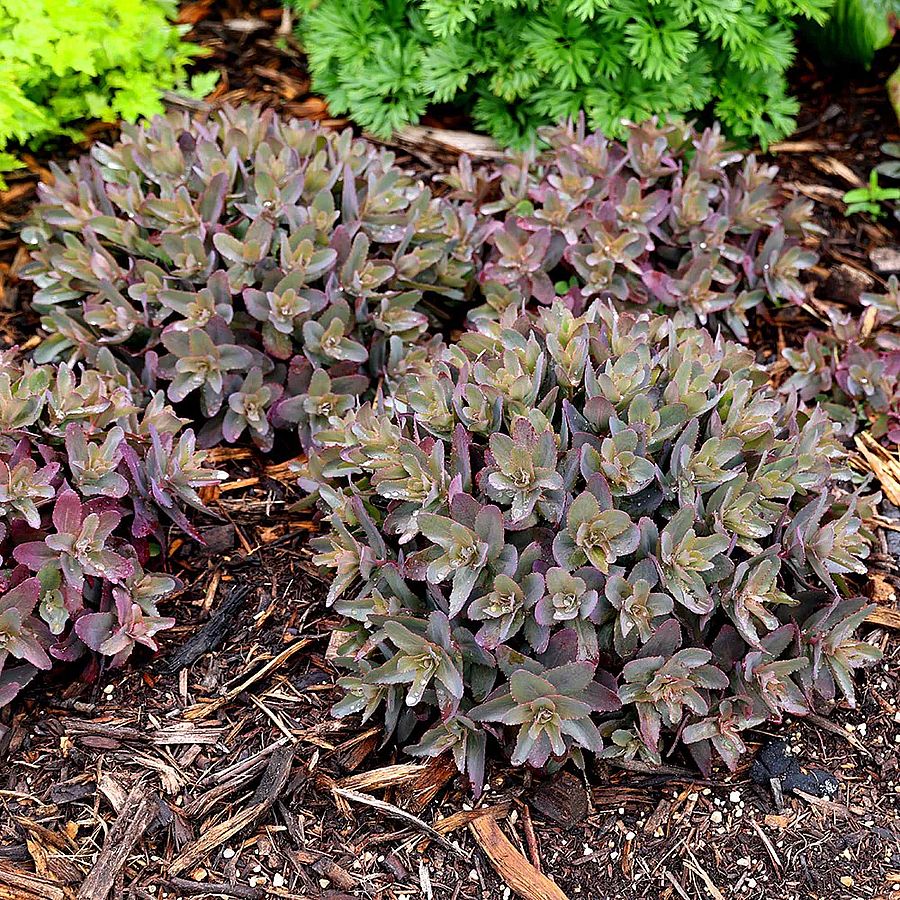 Varj&uacute;h&aacute;j Sedum telephium 'Purple Emperor'
