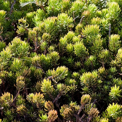 Sedum reflexum 'Yellow Cushion' Varjúháj