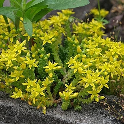 Sedum acre Borsos varjúháj