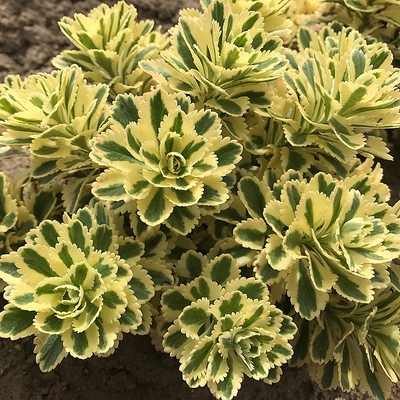 Sedum takesimense 'Atlantis' Varj&uacute;h&aacute;j