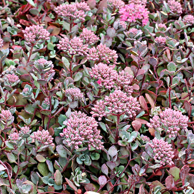 Sedum cauticola 'Lidakense' Varjúháj