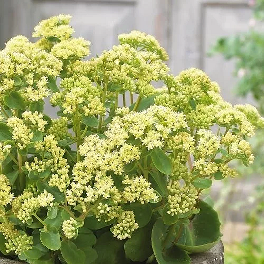 Sedum 'Censation Honey Gold' Varj&uacute;h&aacute;j