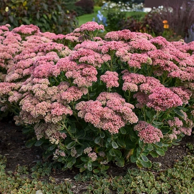 Sedum spectabile 'Herbstfreude' Pompás varjúháj