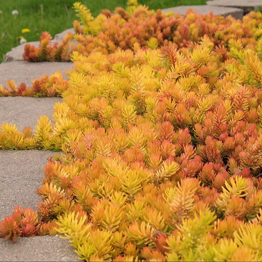 Sedum reflexum 'Angelina' Varjúháj