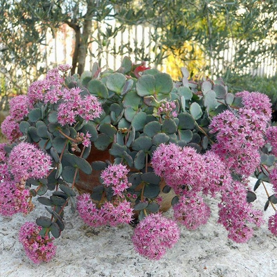 Sedum sieboldii Októberi varjúháj