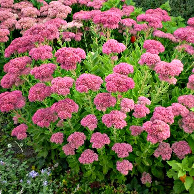 Sedum spectabile Pompás varjúháj