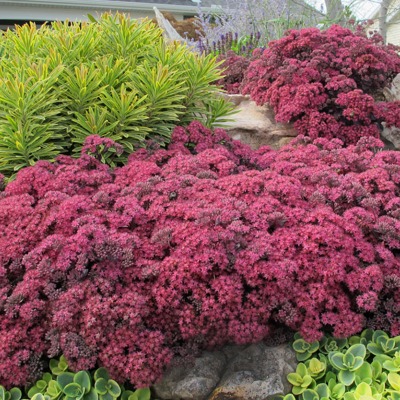 Sedum 'Sunsparkler Dazzleberry' Varjúháj