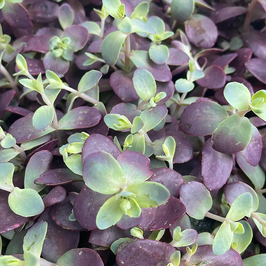 Sedum 'Sunsparkler Firecracker' Varj&uacute;h&aacute;j