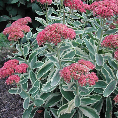 Sedum telephium Autumn Charm 'Lajos' Varjúháj