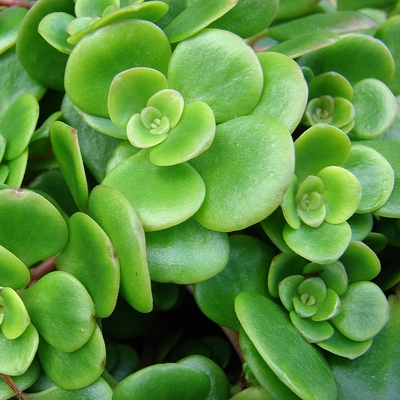 Sedum tetractinum Varj&uacute;h&aacute;j