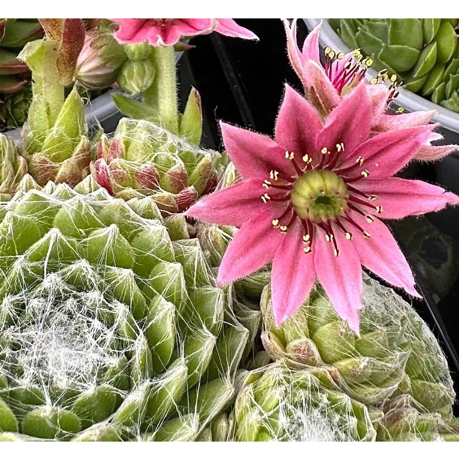 Sempervivum arachnoideum P&oacute;kh&aacute;l&oacute;s k&ouml;vir&oacute;zsa