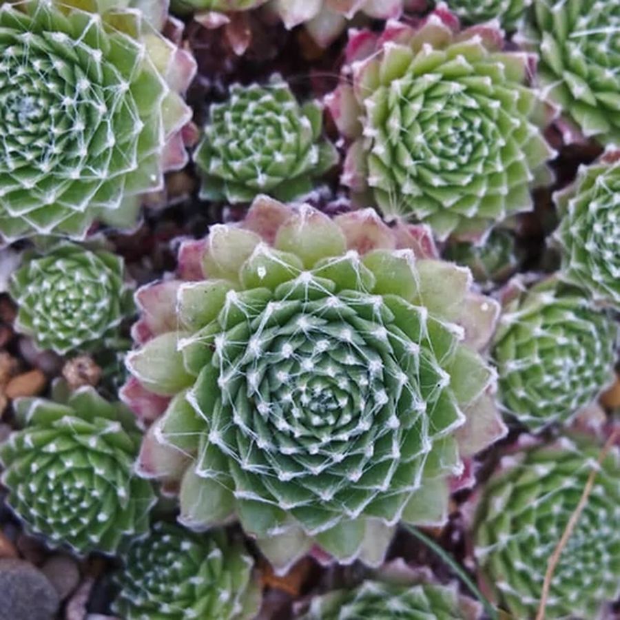 P&oacute;kh&aacute;l&oacute;s k&ouml;vir&oacute;zsa Sempervivum arachnoideum