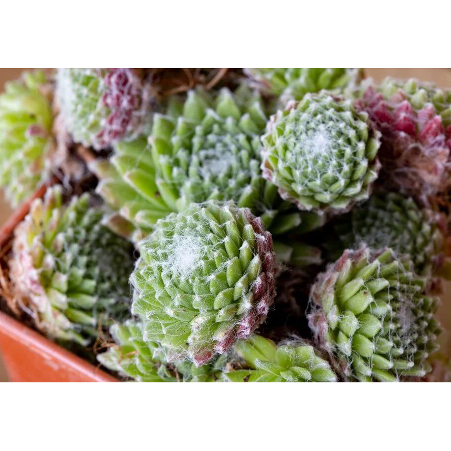P&oacute;kh&aacute;l&oacute;s k&ouml;vir&oacute;zsa Sempervivum arachnoideum
