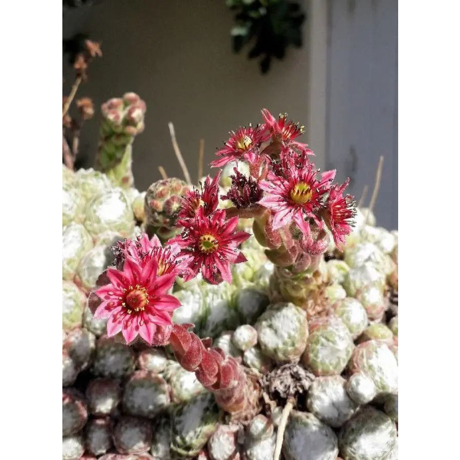 P&oacute;kh&aacute;l&oacute;s k&ouml;vir&oacute;zsa Sempervivum arachnoideum
