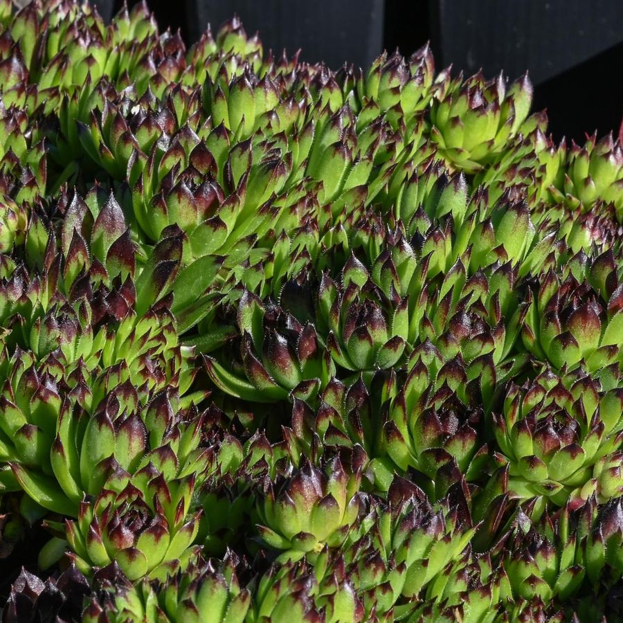 Sempervivum 'Black Top' K&ouml;vir&oacute;zsa