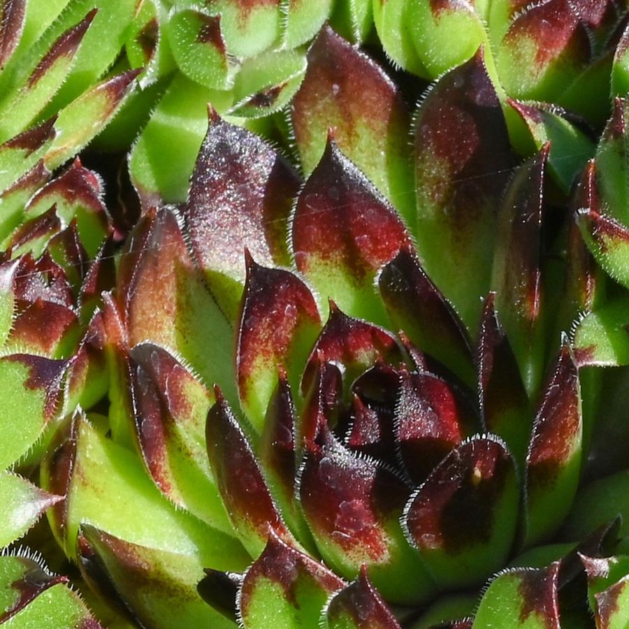 K&ouml;vir&oacute;zsa Sempervivum 'Black Top'
