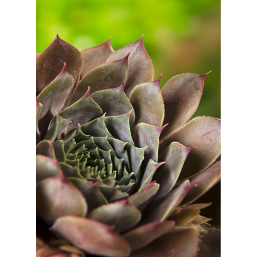 Sempervivum 'Feldmaier' K&ouml;vir&oacute;zsa