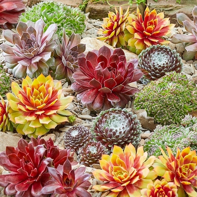 Sempervivum mix Kövirózsa mix