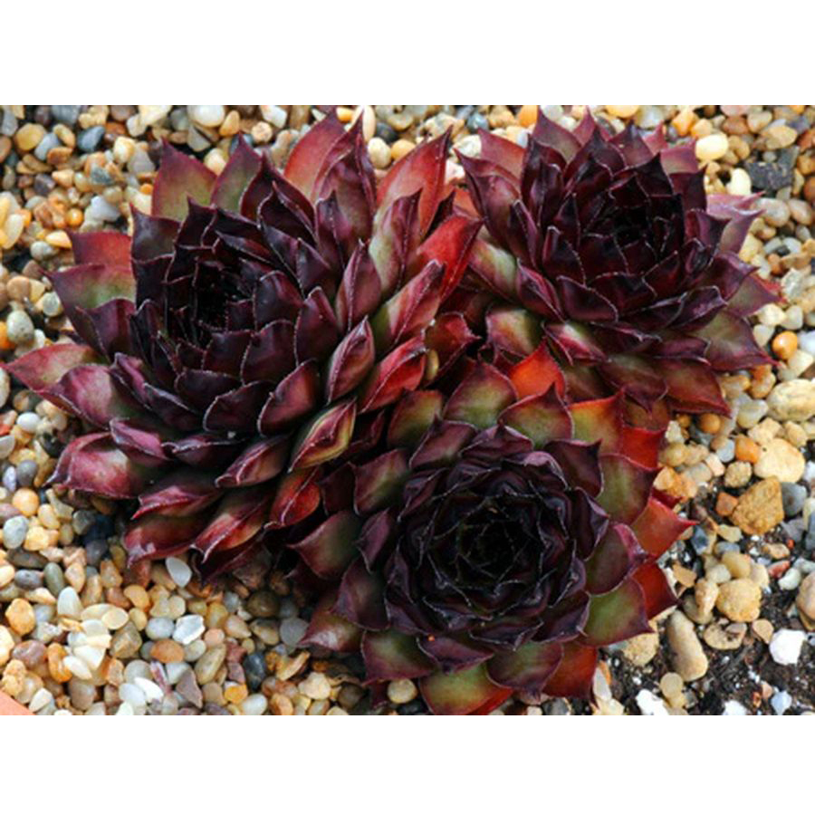 Sempervivum 'Noir' K&ouml;vir&oacute;zsa