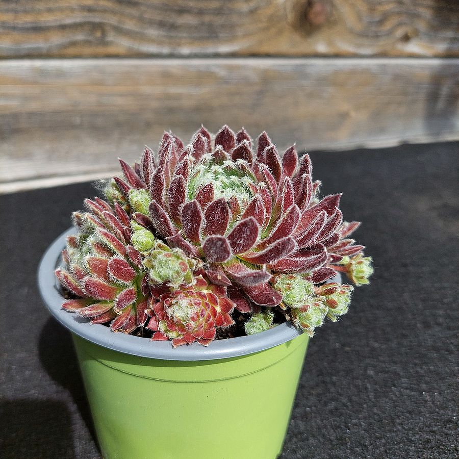 K&ouml;vir&oacute;zsa Sempervivum 'Weberianum'