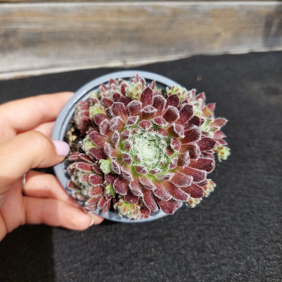 K&ouml;vir&oacute;zsa Sempervivum 'Weberianum'