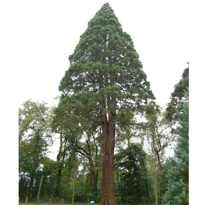 Sequoia sempervirens Hegyi mamutfenyő