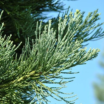 Sequoiadendron giganteum 'Glaucum' Ezüst mamutfenyő