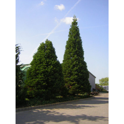 Sequoiadendron giganteum Mamutfenyő