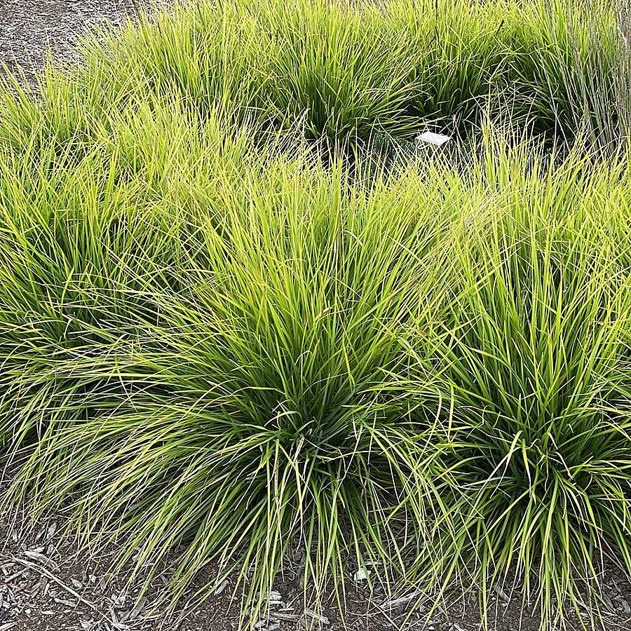 Sesleria autumnalis Őszi nyúlfarkfű