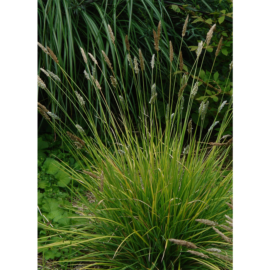Őszi nyúlfarkfű Sesleria autumnalis
