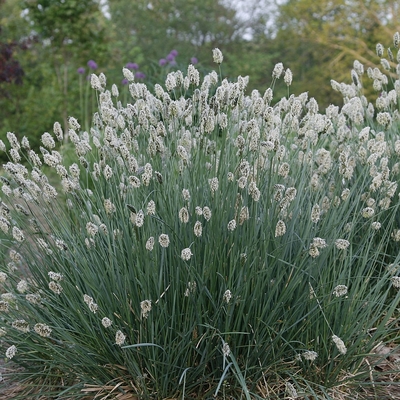 Sesleria nitida Nyúlfarkfű