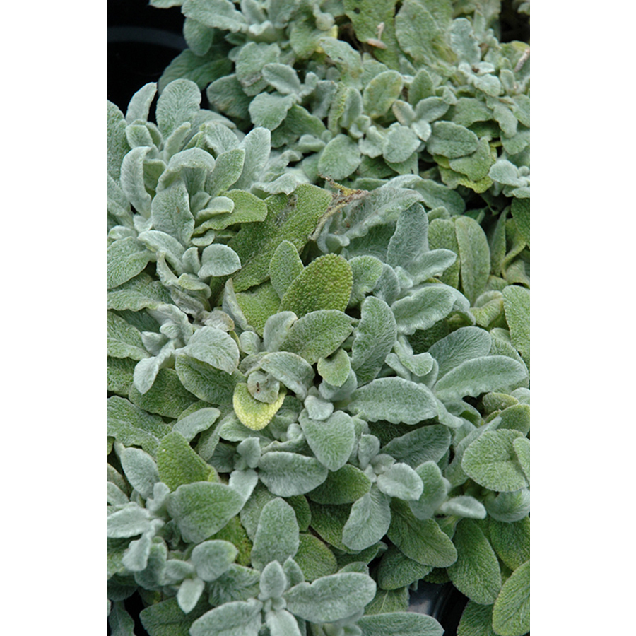 Stachys byzantina 'Silky Fleece' Nyuszif&uuml;l