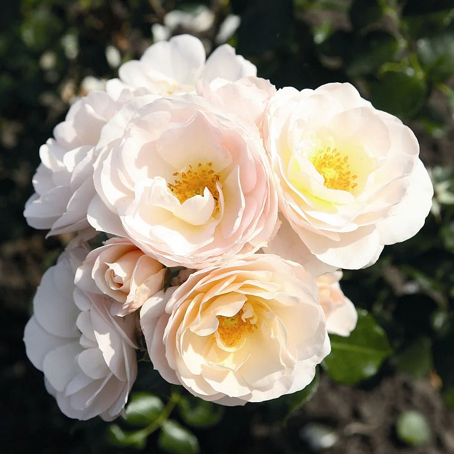 Rosa 'Sirius' Rózsa 'Sirius'