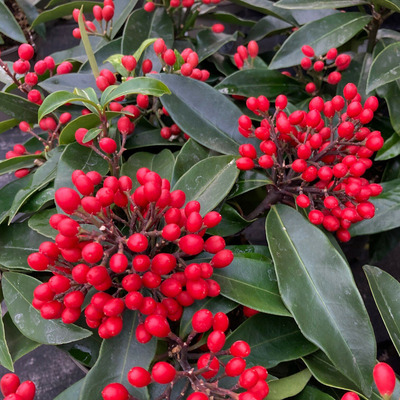Japán dérbabér Skimmia reevesiana