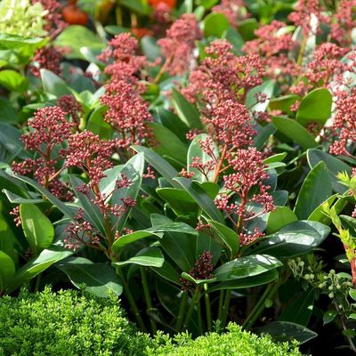 Skimmia japonica 'Rubella' Japán dérbabér
