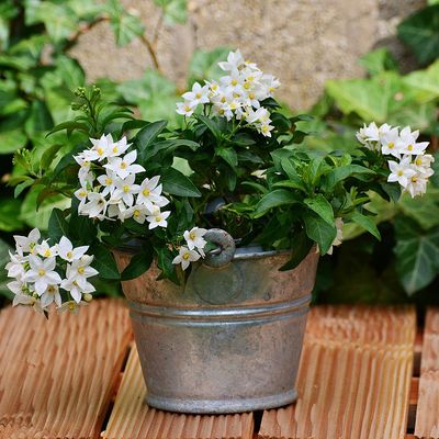 Csüngő jázmin Solanum jasminoides