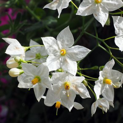 Solanum jasminoides Csüngő jázmin