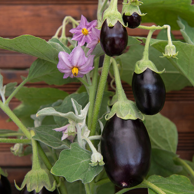 Padlizsán 'Jackpot' Solanum melongena 'Jackpot'