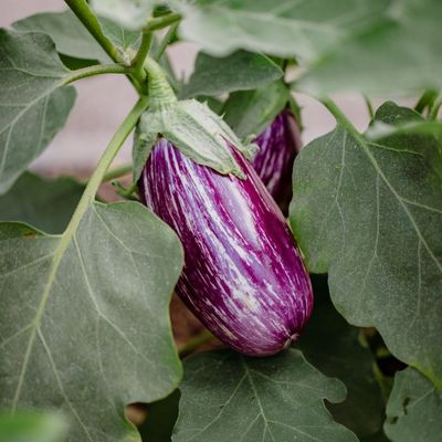 Padlizsán 'Rania' Solanum melongena 'Rania'
