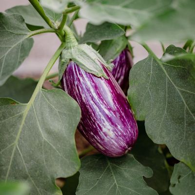 Solanum melongena 'Rania' Padlizsán 'Rania'