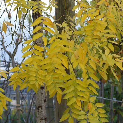 Csöngő japánakác Sophora japonica 'Pendula'