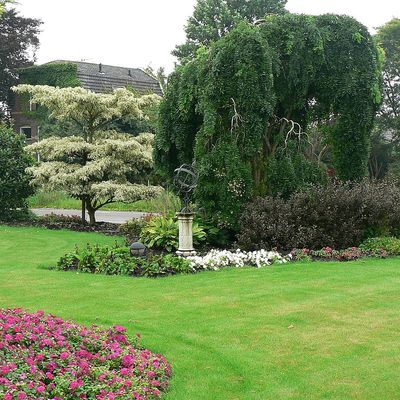 Sophora japonica 'Pendula' Csöngő japánakác