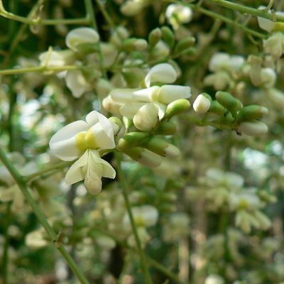 Csöngő japánakác Sophora japonica 'Pendula'