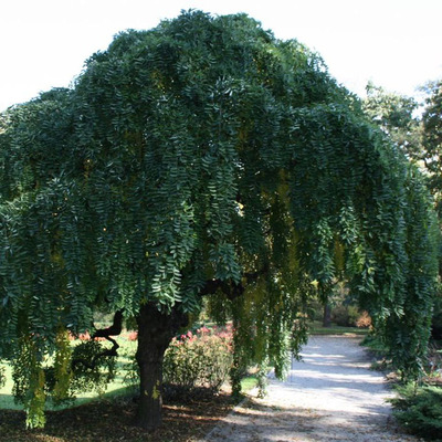 Csöngő japánakác Sophora japonica 'Pendula'