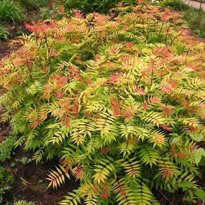 Sorbaria sorbifolia 'Sam' Tollas gy&ouml;ngyvessző