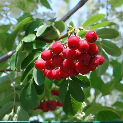 Sorbus aucuparia 'Edulis' Mad&aacute;rberkenye