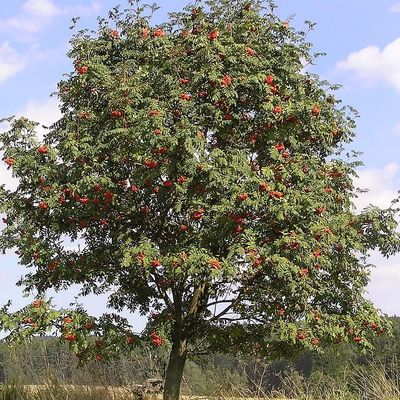 Mad&aacute;rberkenye Sorbus aucuparia 'Edulis'
