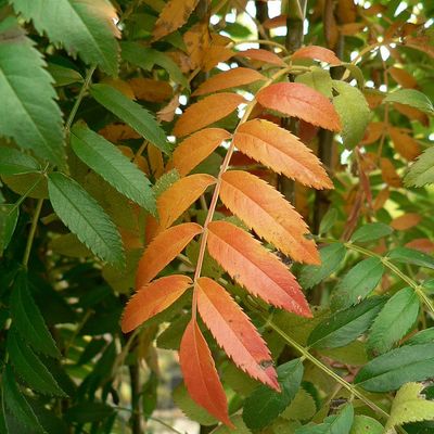 Madárberkenye Sorbus aucuparia